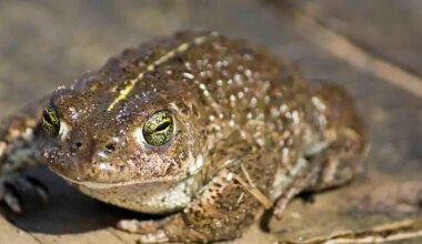 The Natterjack Toad