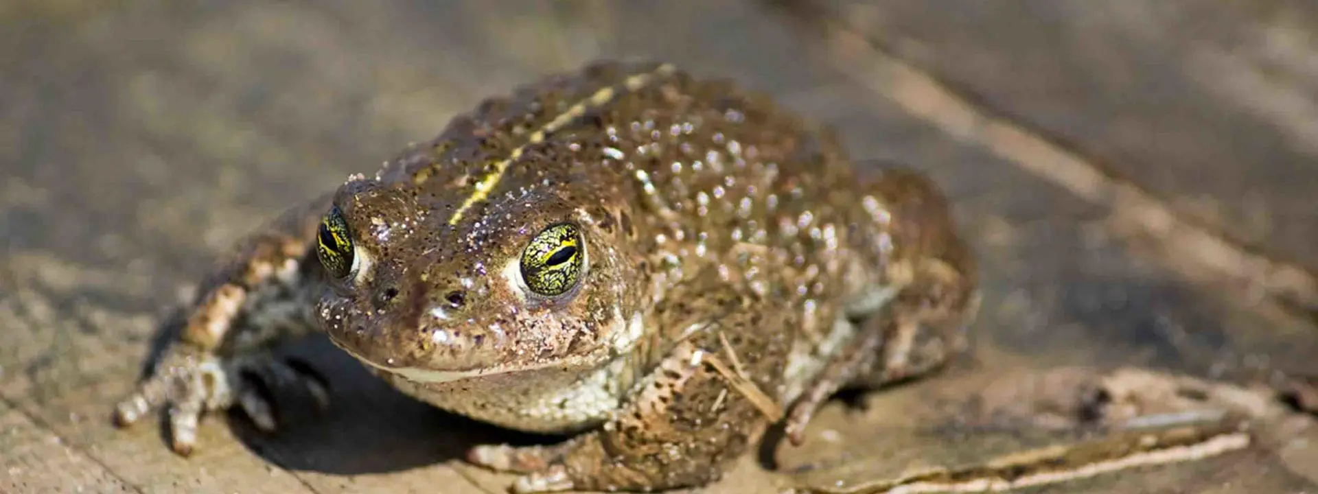 The Natterjack Toad