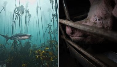 Split image: Left, a shark swims among tall kelp underwater. Right, a close-up of a pig's face behind metal bars in a dimly lit enclosure, its eye visible through the bars.