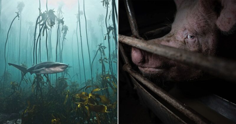 Split image: Left, a shark swims among tall kelp underwater. Right, a close-up of a pig's face behind metal bars in a dimly lit enclosure, its eye visible through the bars.