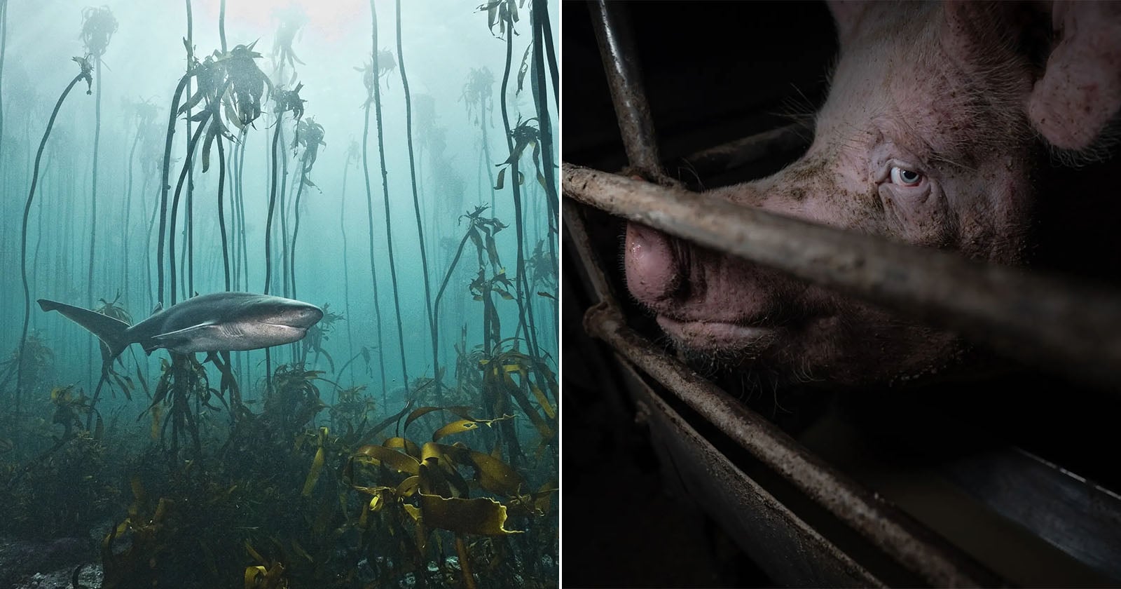 Split image: Left, a shark swims among tall kelp underwater. Right, a close-up of a pig's face behind metal bars in a dimly lit enclosure, its eye visible through the bars.
