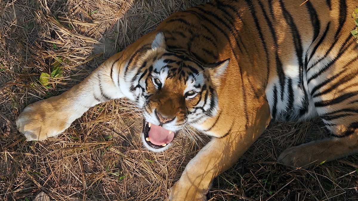 BBC One - Tiger Island