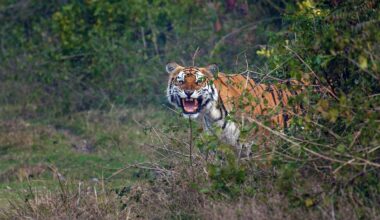 BBC One - Tiger Island