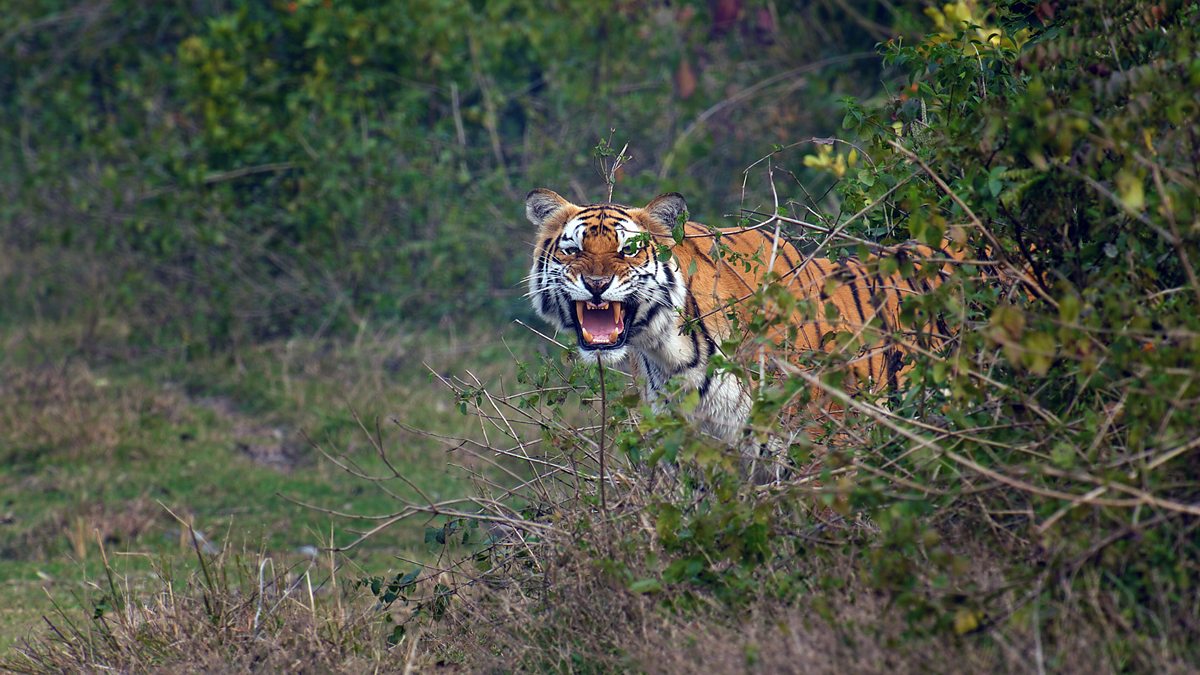BBC One - Tiger Island