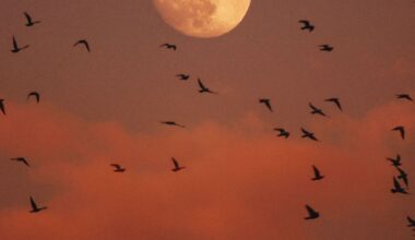 What Birds Teach Us About Stress and Resilience