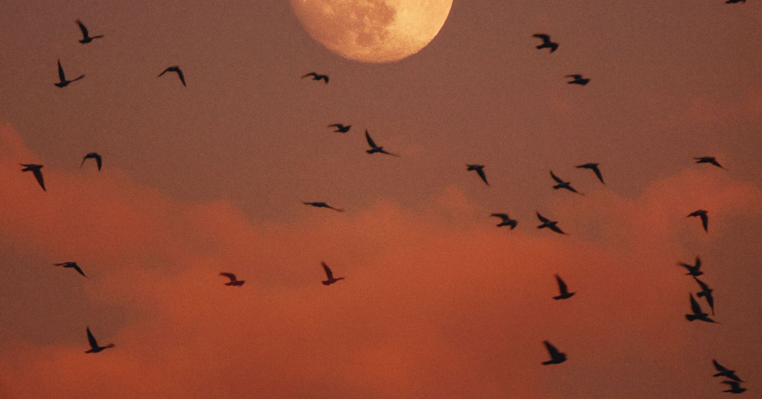 What Birds Teach Us About Stress and Resilience