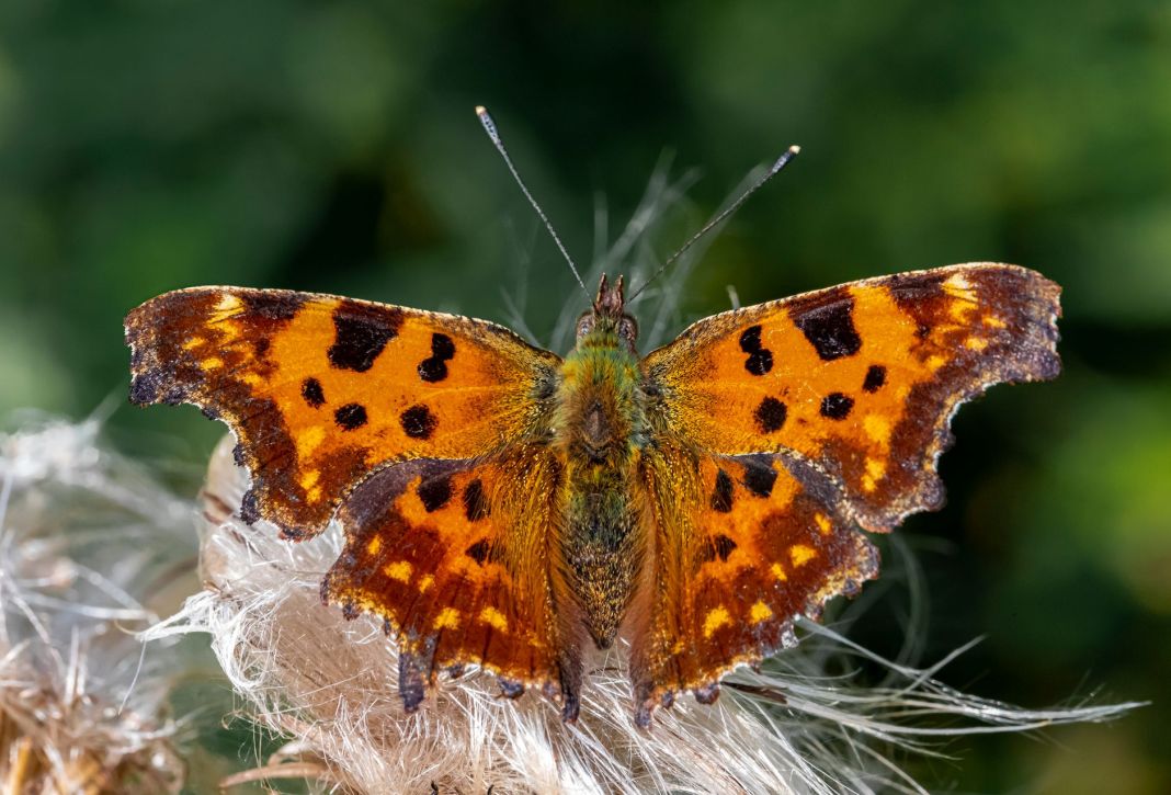 close up photo of a butterfly
