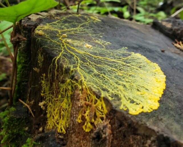 Physicists Discover How a Brainless Slime Mold 'Decides' on The Most Efficient Escape Route