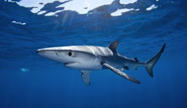 blue shark