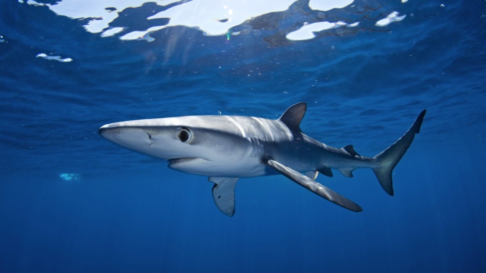blue shark