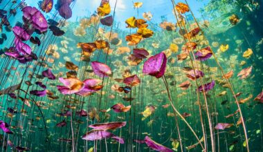 This vibrant underwater lily field was shot on a 10-year-old DSLR with a fisheye lens – and it snagged an ocean photography award