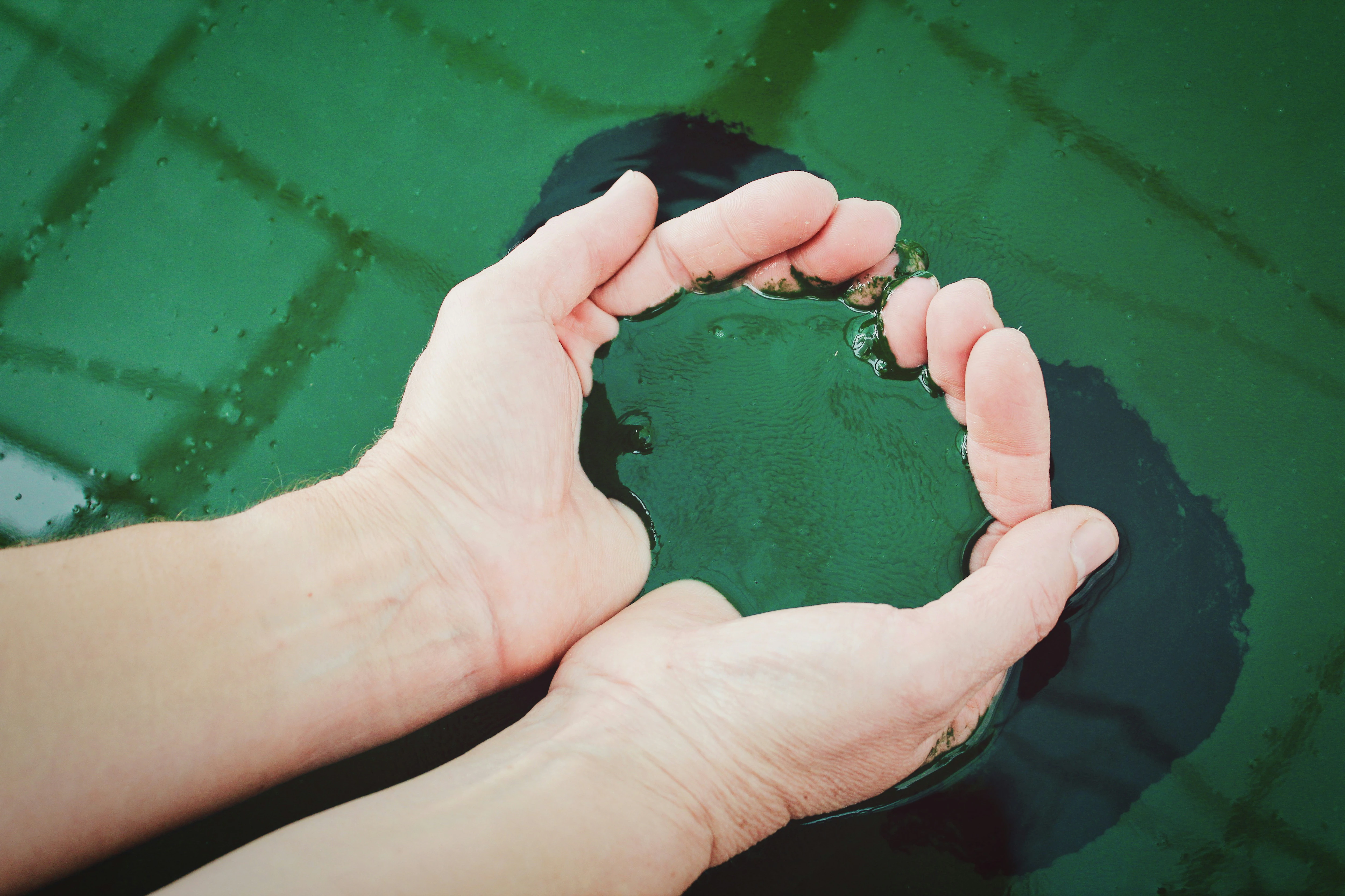 Spirulina is scientifically known as Arthrospira. Photo: Unsplash Spirulina is scientifically known as Arthrospira. Photo: Unsplash