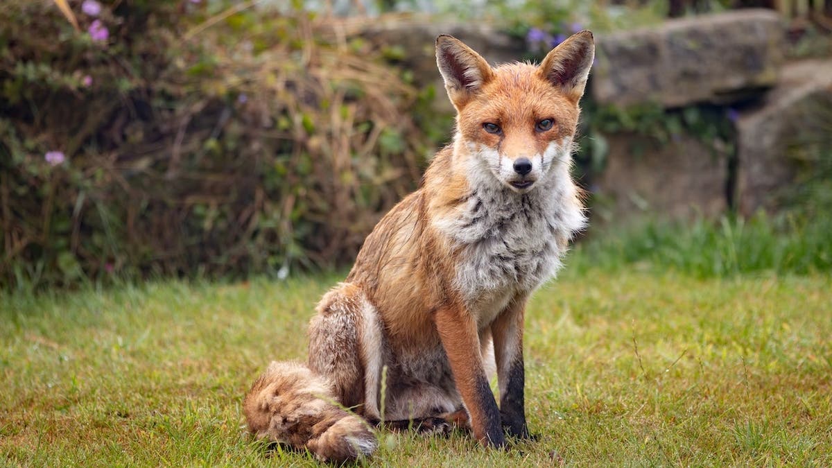 Red fox looking at camera in an urban garden in the UK