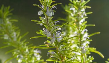 The herb linked to better memory, lower anxiety and Alzheimer’s protection