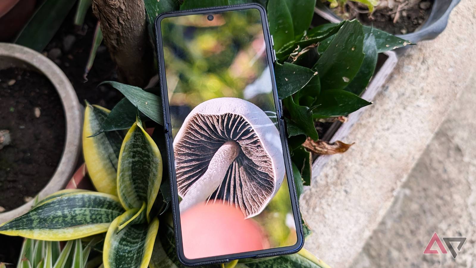 The clever Android app that turned me into a skilled local mushroom hunter
