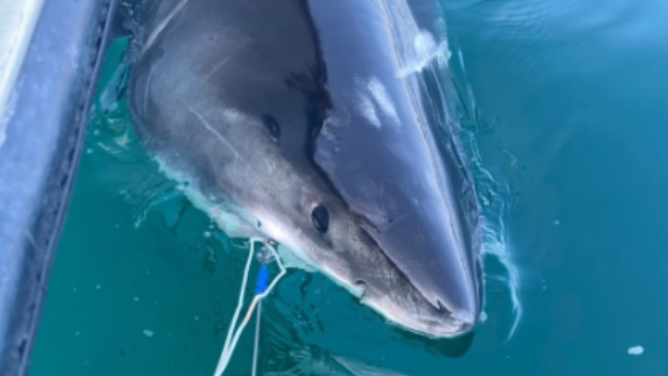 OCEARCH's great white shark, Quint, has reached Cape Cod in a recent satellite ping. This photo captures the subadult male when he was originally tagged in Nova Scotia back in July 2025.