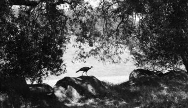 Bioenchantment and the Age of Noticing Nature