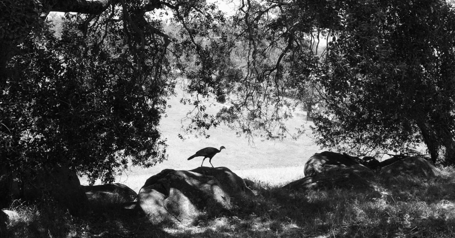 Bioenchantment and the Age of Noticing Nature