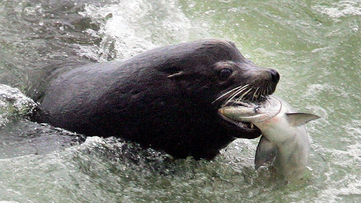 A California sea lion biting down on a fish in the water.