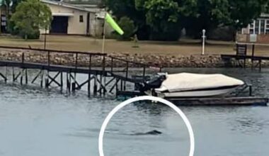 A seal spotting in the Kowie River, Port Alfred, has had some locals fuming over the intention of the local municipality to deal with the seal’s “unusual behaviour”.