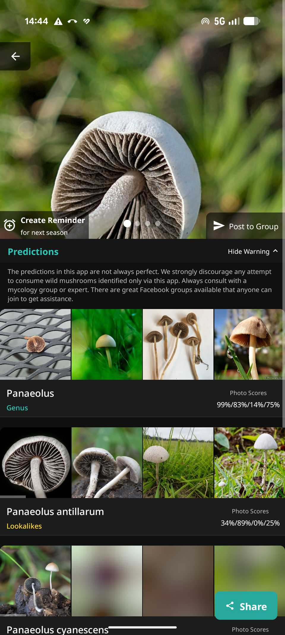 ShroomID AI prediction of mushroom on Samsung Galaxy Z Flip 7