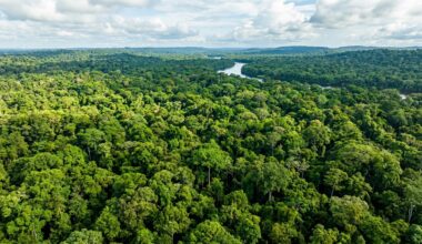 Amazon trees emitted never-before-seen chemicals during drought