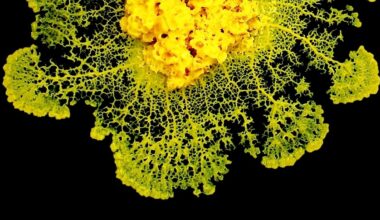 Physicists Discover How Slime Mold 'Makes Decisions' Without a Brain : ScienceAlert