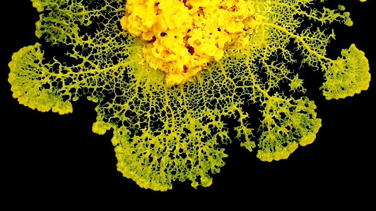 Physicists Discover How Slime Mold 'Makes Decisions' Without a Brain : ScienceAlert