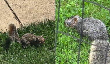 Grotesque 'zombie squirrels' with oozing warts spotted roaming through US backyards
