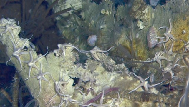 Vast Whale Graveyard at The Bottom of The Ocean Has Been Growing For 5 Million Years