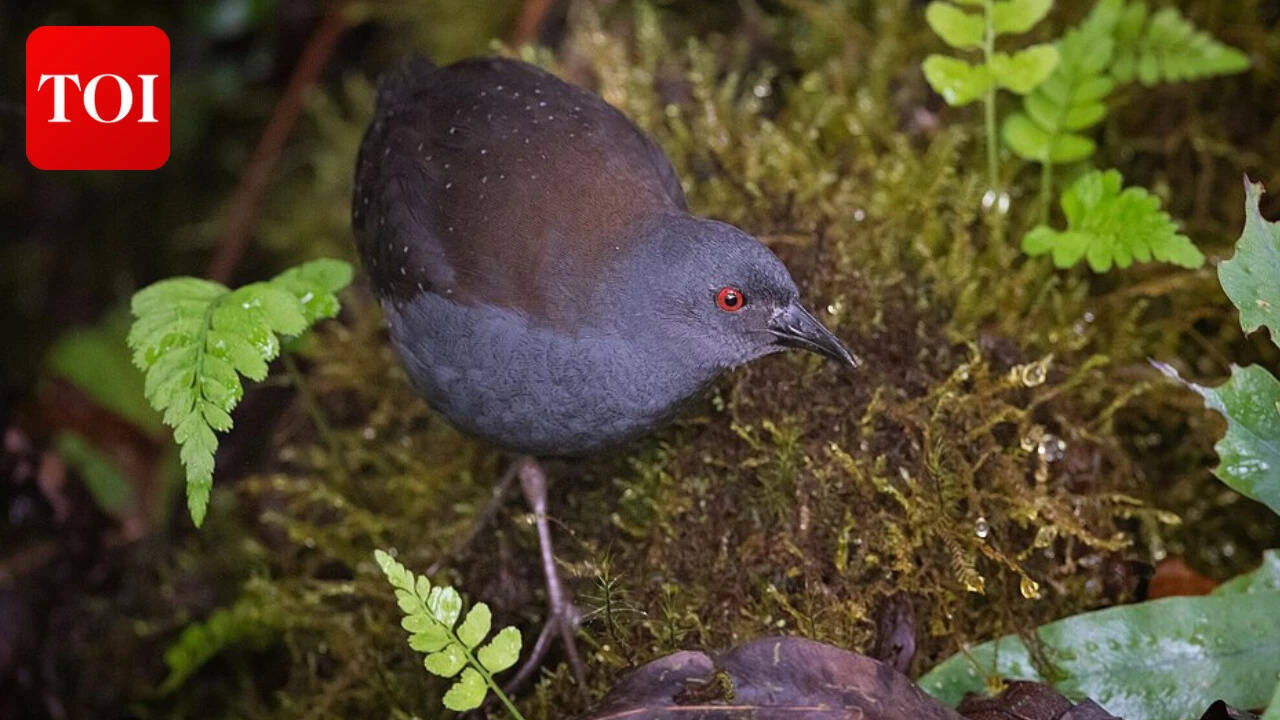 The Galápagos rail returned to Floreana Island after nearly two decades of absence. Image Credits: Wikimedia Commons