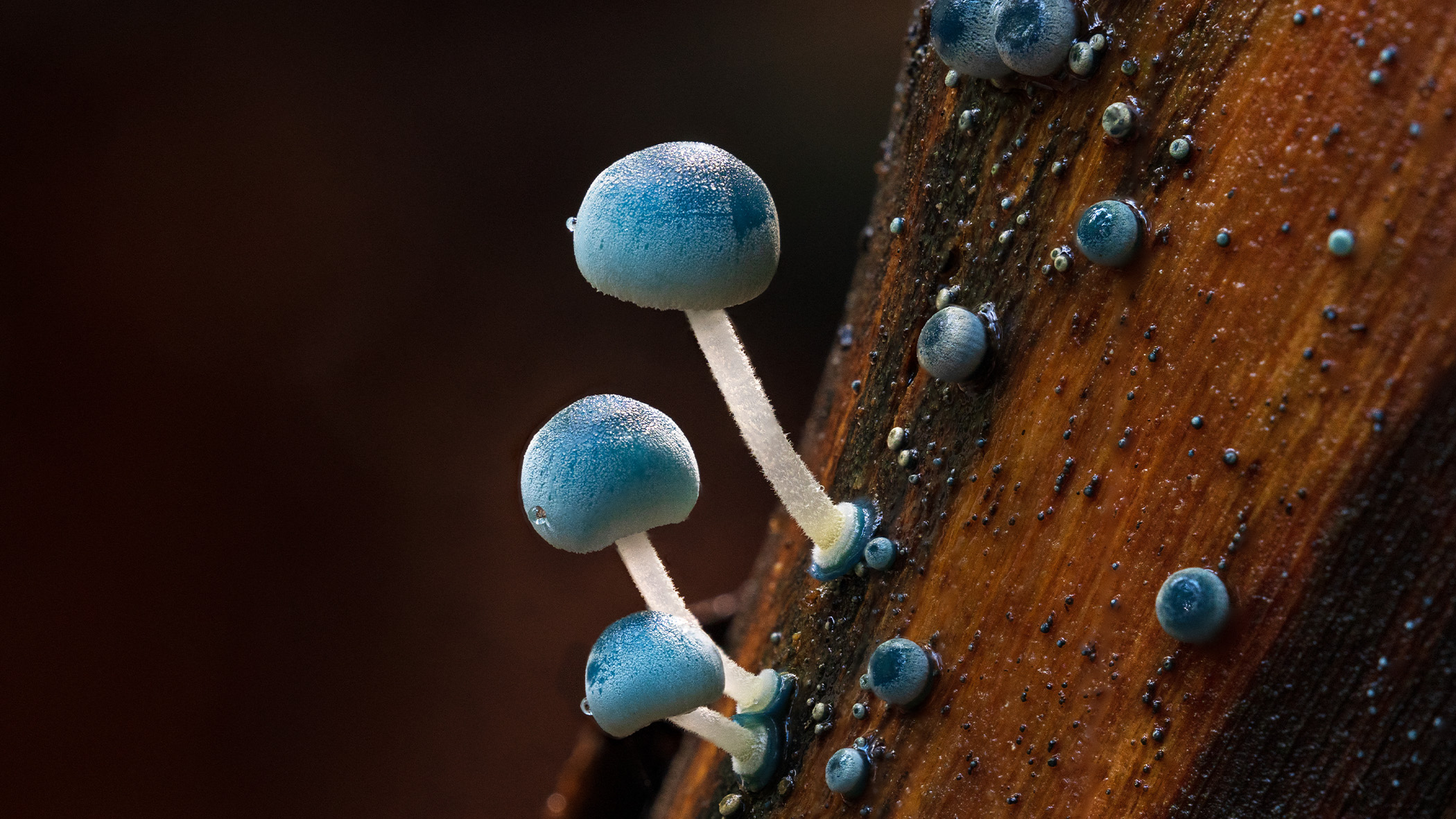 Blue mushrooms growing from wood.
