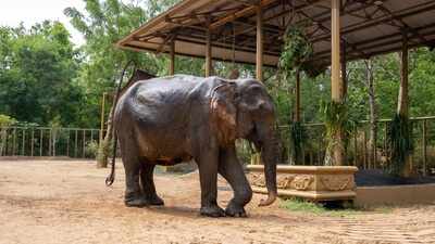 Rescued from Assam, ailing elephant Maniki begins a new chapter at Anant Ambani's Vantara