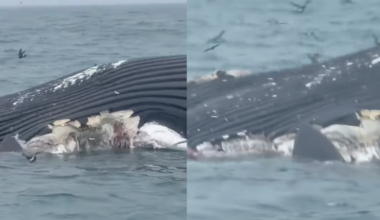 See it: Great white shark feeds on dead whale off the coast of Rhode Island