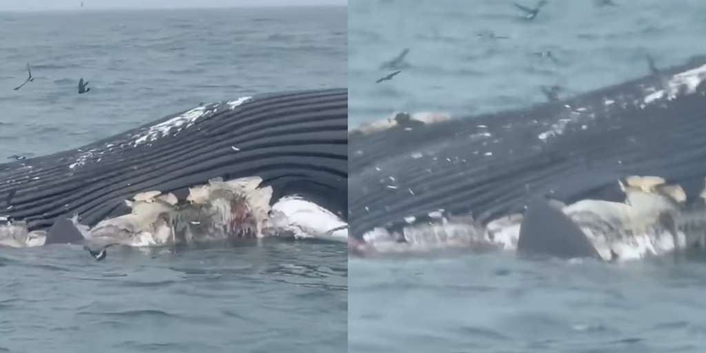See it: Great white shark feeds on dead whale off the coast of Rhode Island