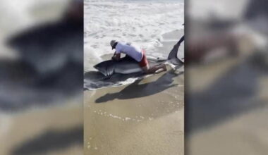 Fisherman catches white shark, removes hook and releases the top predator fish off Massachusetts - AP News