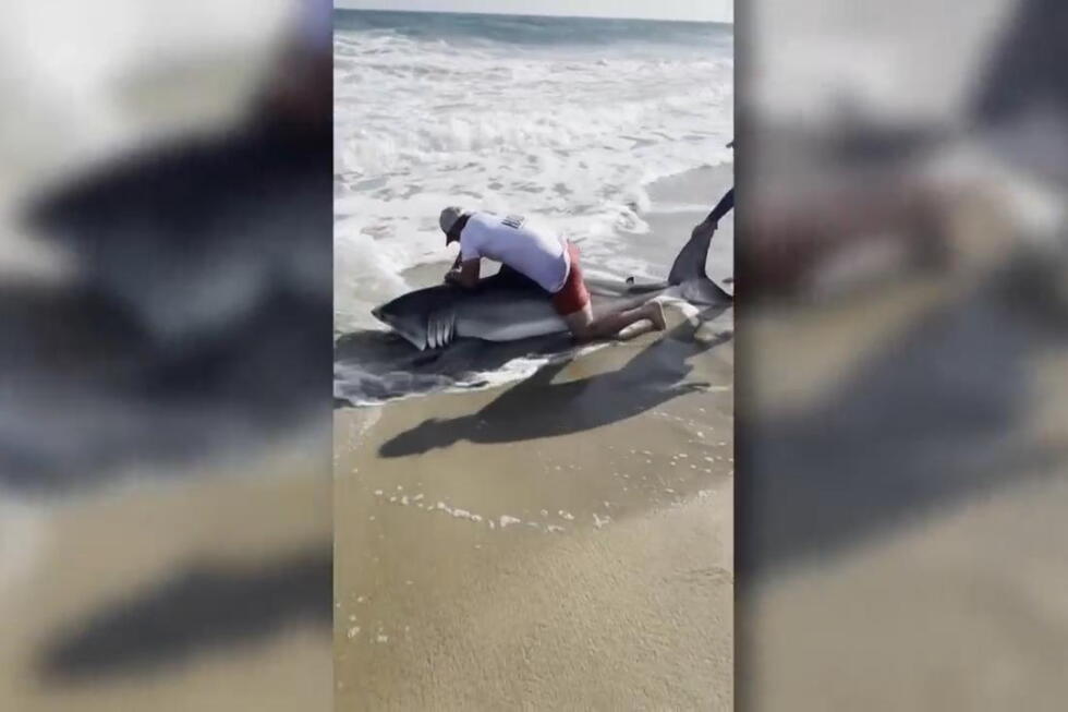 Fisherman catches white shark, removes hook and releases the top predator fish off Massachusetts - AP News