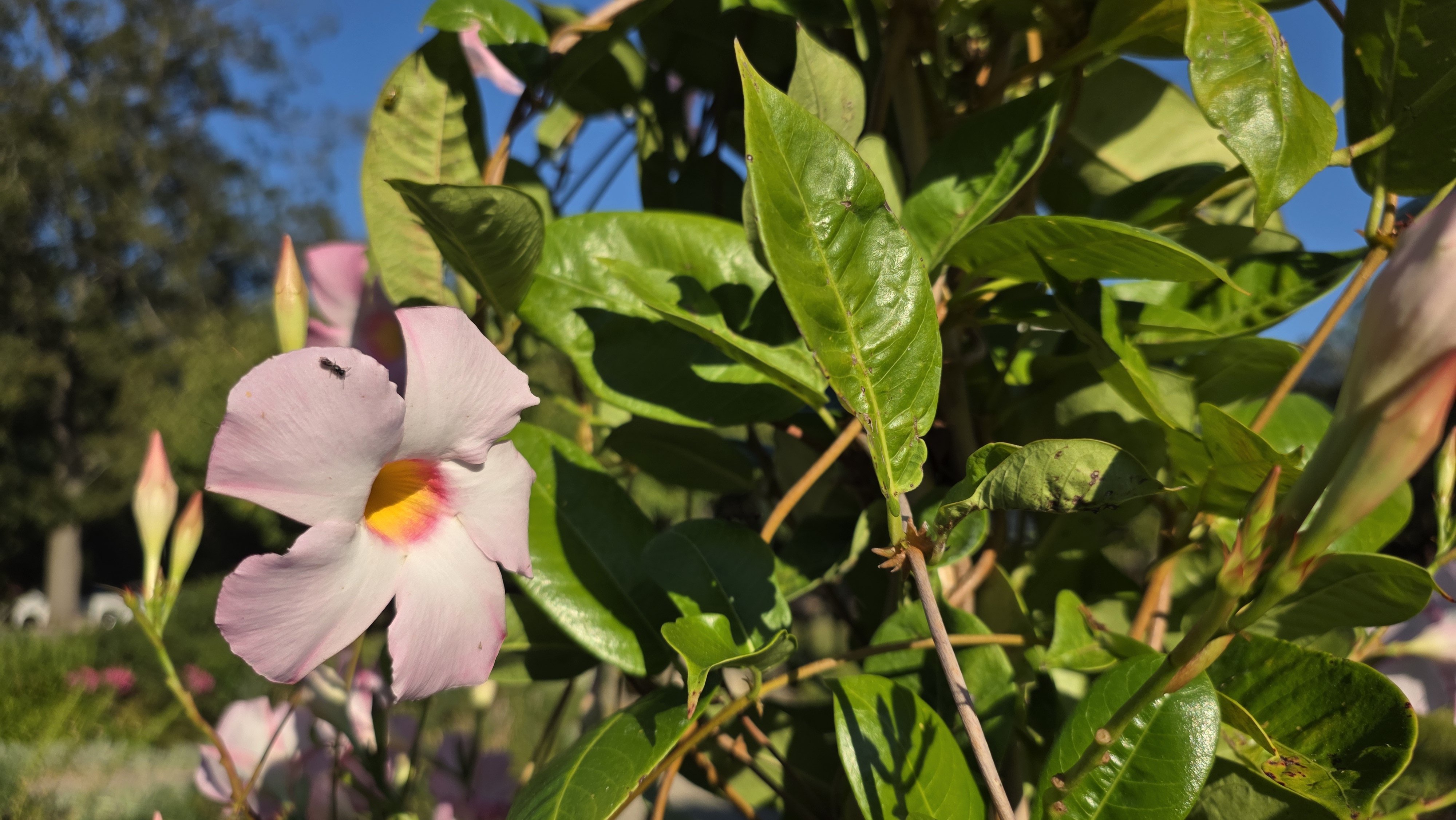 Samsung Galaxy Z Fold 7 camera image samples