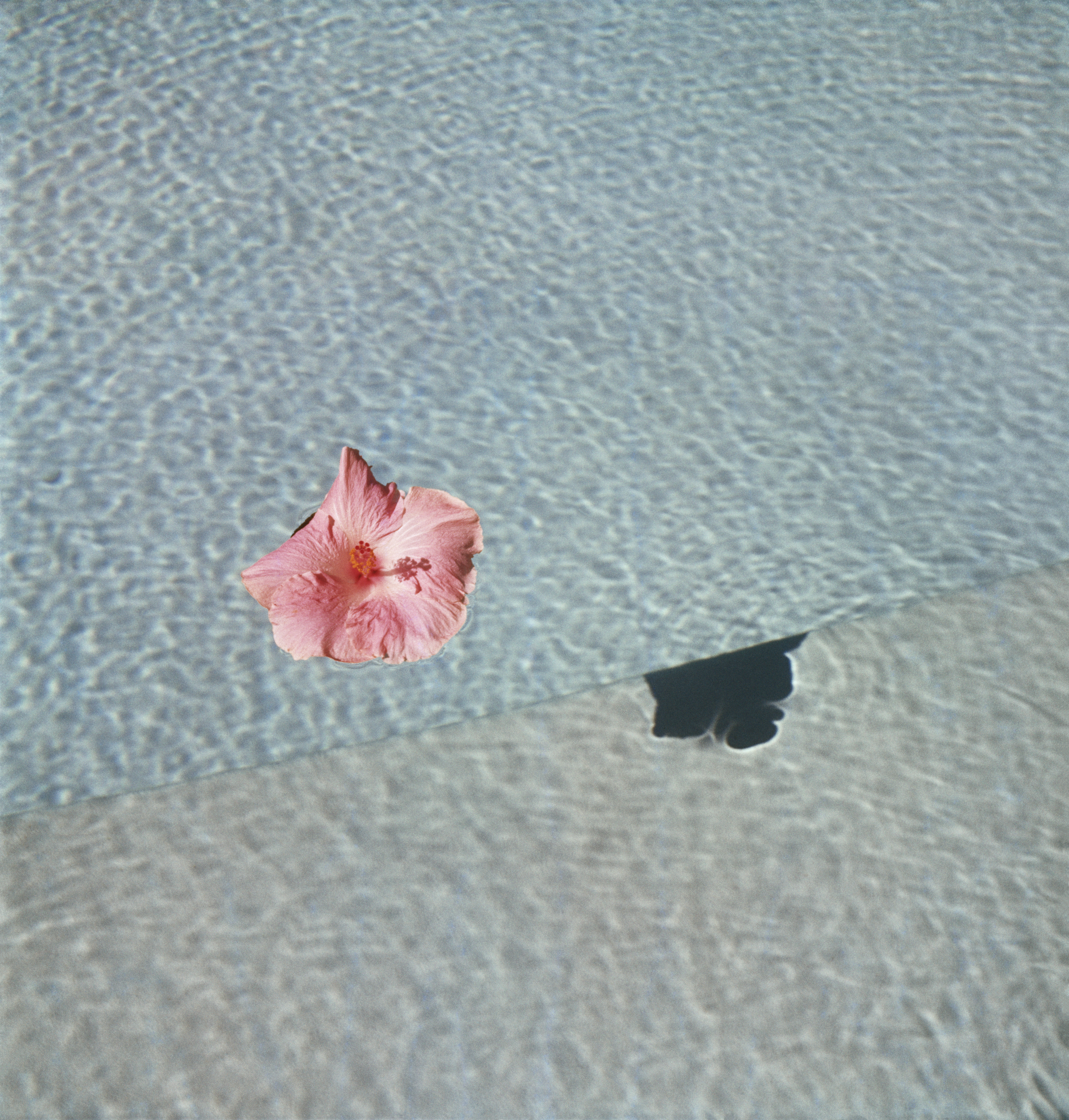 A single pink hibiscus flower floats on the rippled surface of clear turquoise water, casting a sharp triangular shadow below.