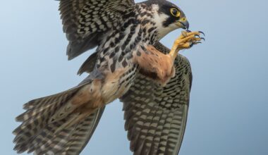Peregrine falcon in mid-flight with wings spread, holding prey in its talons against a clear blue sky
