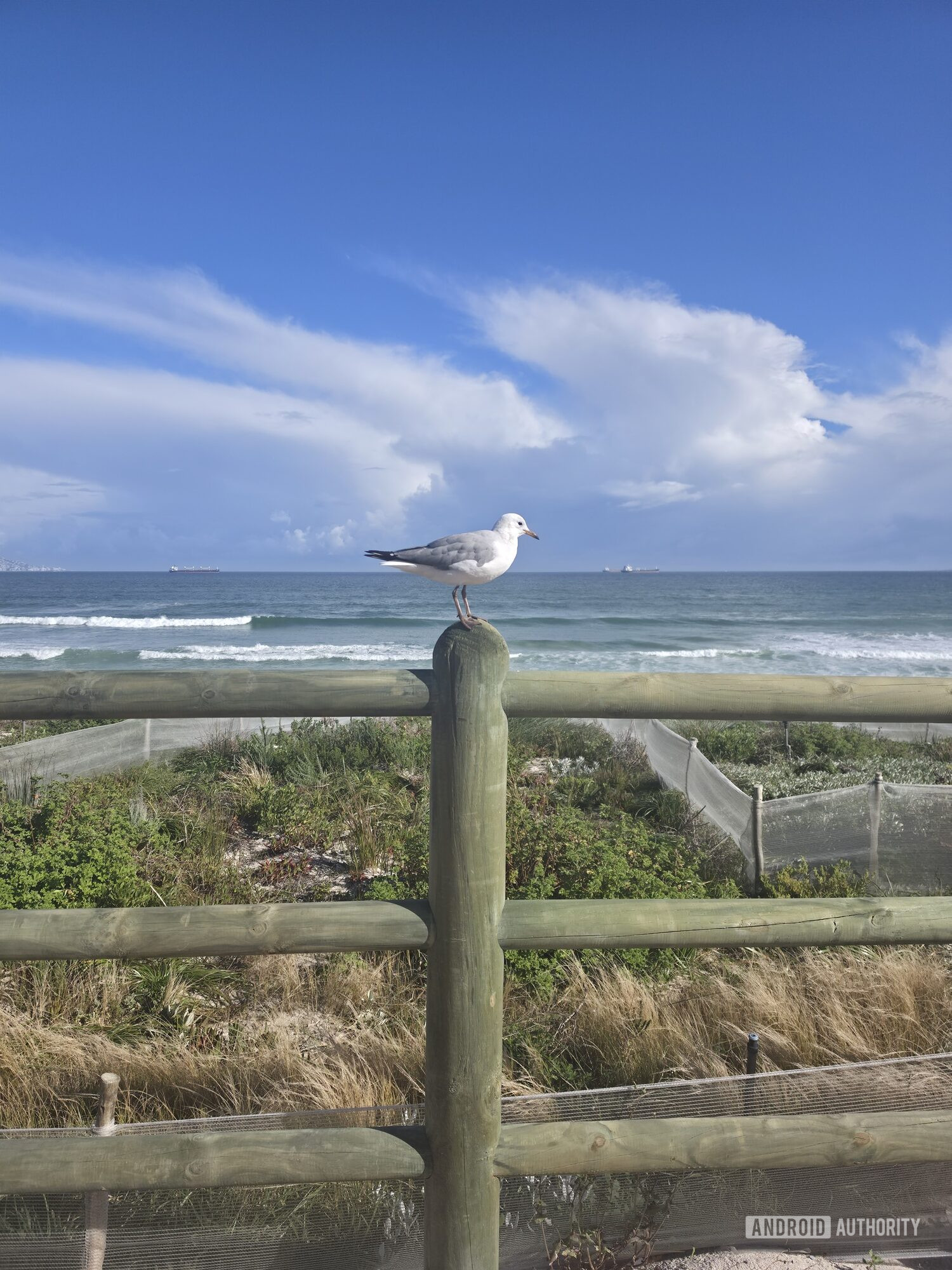 zoomed out photo of seagull on fence