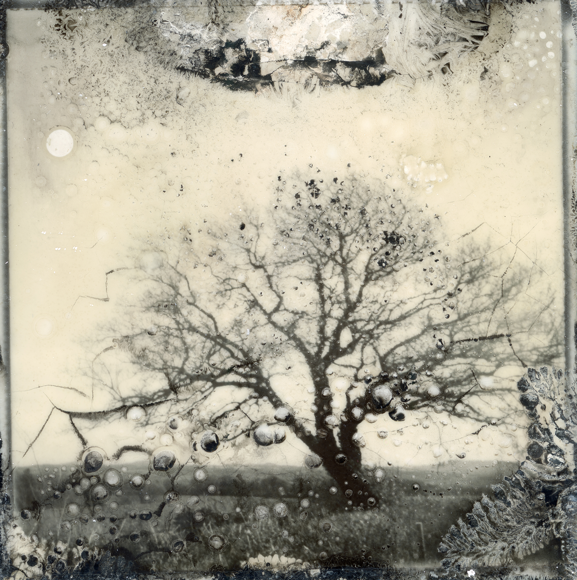 A bare winter tree silhouetted against a pale sky, the Polaroid image decayed and blistered with bubbles, cracks and dark organic matter at its edges.