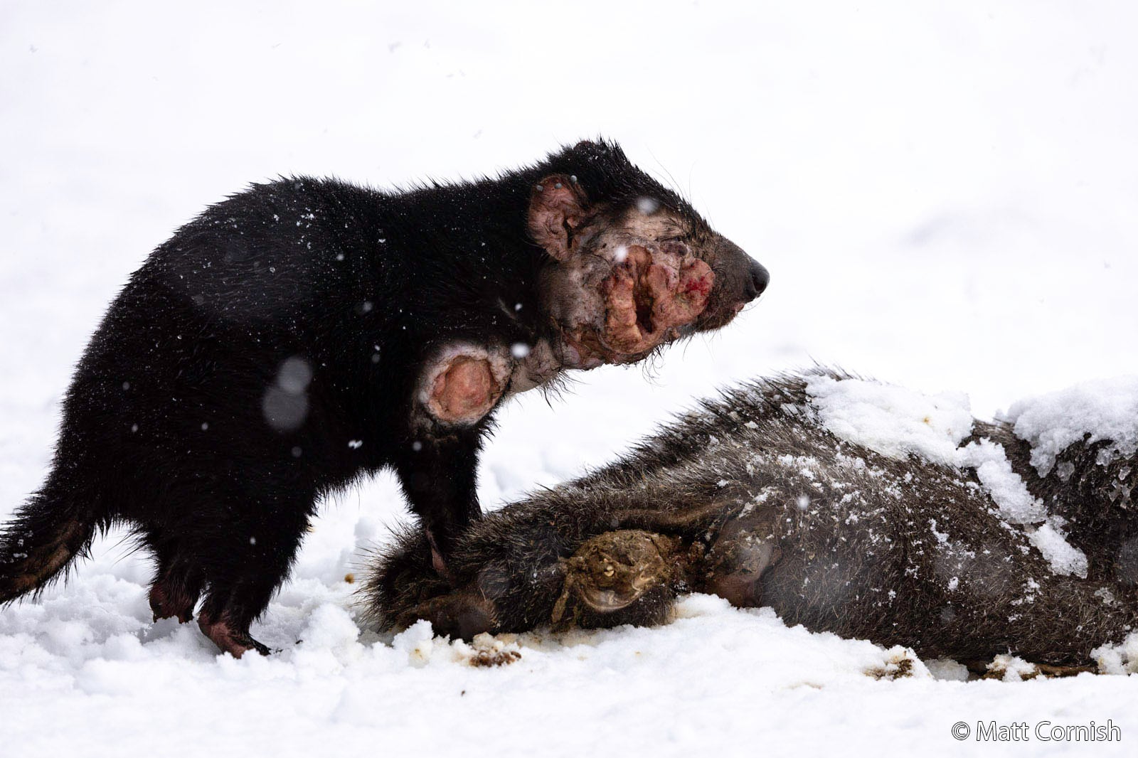 A Tasmanian devil with visible facial tumors stands in snow beside the carcass of a dead animal. Snowflakes are falling and the background is white.