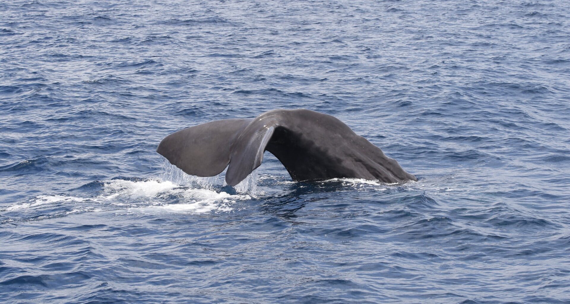 Haifa University researchers spot two rare sperm whales off southern coast
