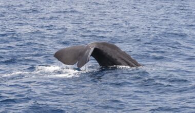 Haifa University researchers spot two rare sperm whales off southern coast
