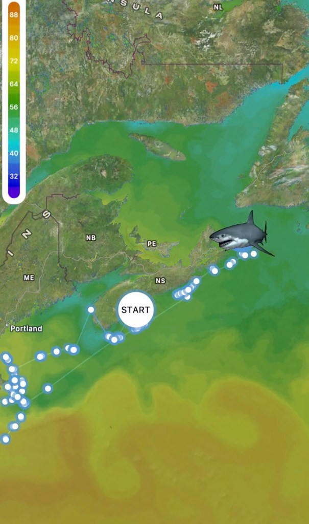 Illustration of a map showing a great white shark's journey along the East Coast of Canada, with temperature indicators.