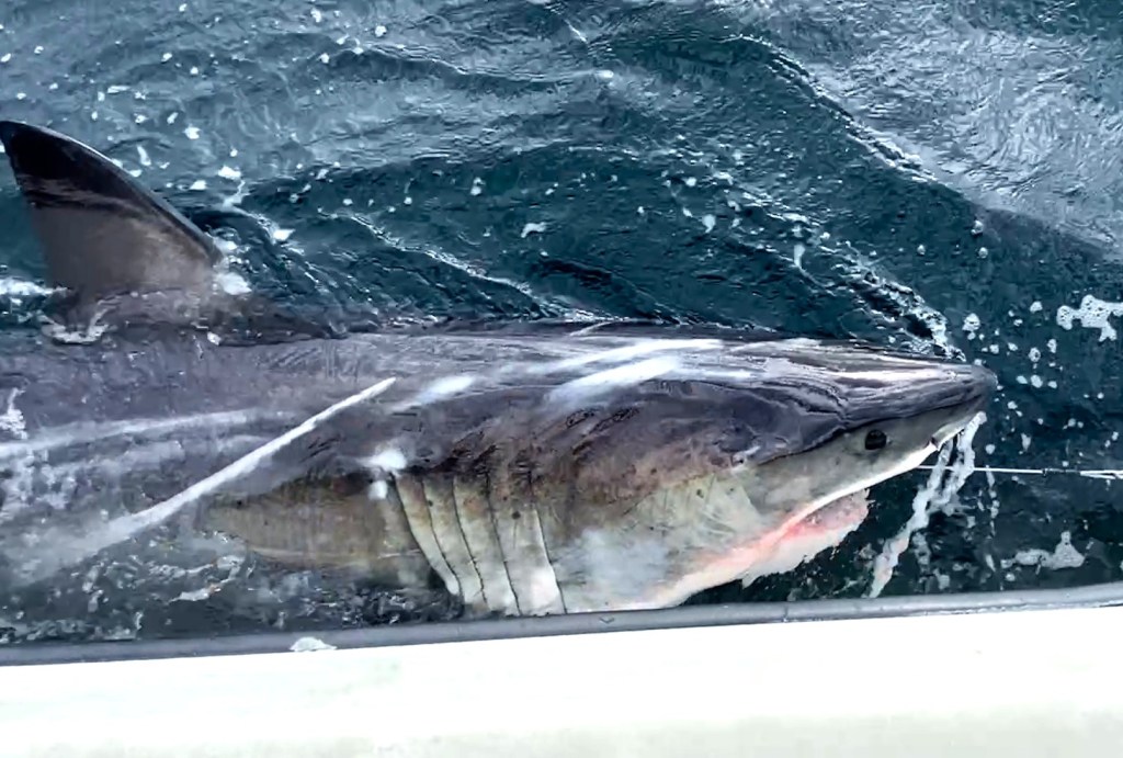 A great white shark, Ripple, with a tracking tag near its dorsal fin, is seen next to a boat in choppy water.