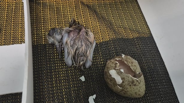 A curlew seen freshly hatched from an egg