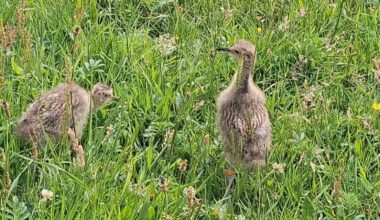 Initiative launched to save curlew in Ireland