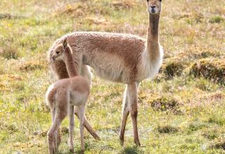 Highland Wildlife Park welcomes adorable vicuna as it continues its 'baby boom'